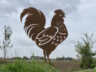 AC37 - Coq Français